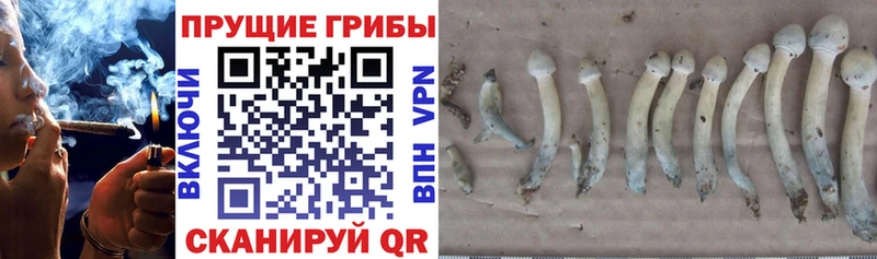 купить  цена  Алексин  Псилоцибиновые грибы Magic Shrooms 